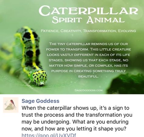 Beetle Spirit Animal Meaning, Caterpillar Spiritual Meaning, Butterfly Totem Spirit Animal, Animals And Their Spiritual Meanings, Butterfly Caterpillar Quote, Woolly Bear, Spirit Animal Meaning, Animal Meanings, Spirit Animal Totem