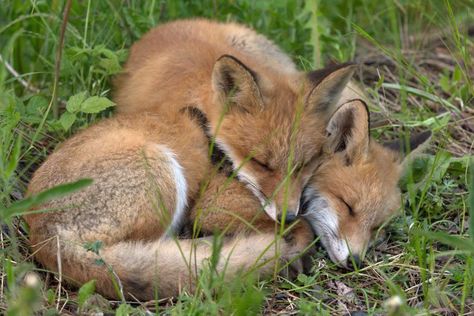 Adorable fox pups nap together Baby Foxes, Fox Pups, Fantastic Fox, Fox Pictures, The Woodlands, Baby Fox, Baby Deer, Cute Fox, Red Fox