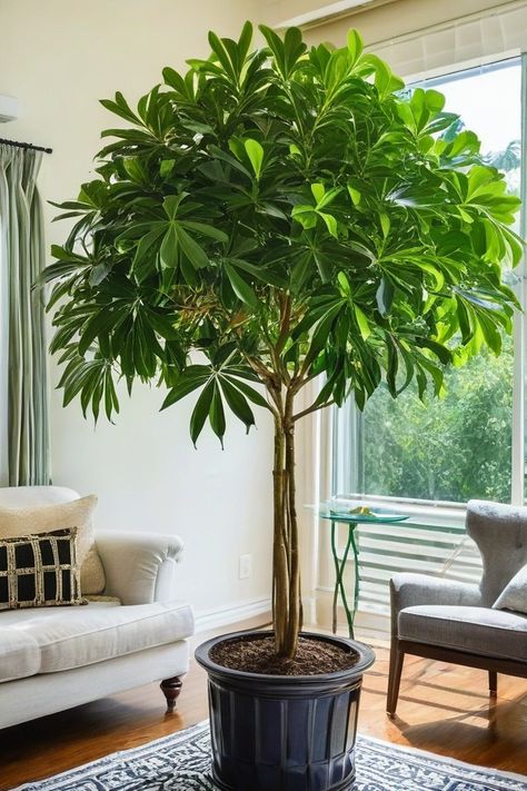 11 Best Indoor Tree Plants Best Trees For Indoors, Low Light Trees Indoor, Weeping Fig Tree Indoor, Large Indoor Trees, Trees For Indoors, Ficus Tree Indoor, Indoor Tree Plants, Rubber Plant Care, Plants To Grow Indoors