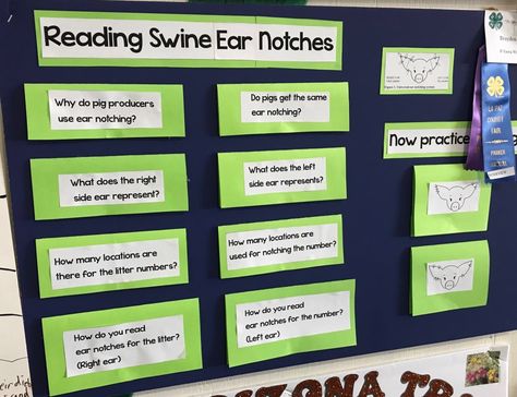 Swine ear notching poster 4h indoor project. Pig Poster Ideas For Fair, 4h Presentation Ideas, Pig Ear Notches, Animal Cell Parts, Cell Parts And Functions, Setting Boundaries Worksheet, Ag Club, Fair Decorations, Pig Poster