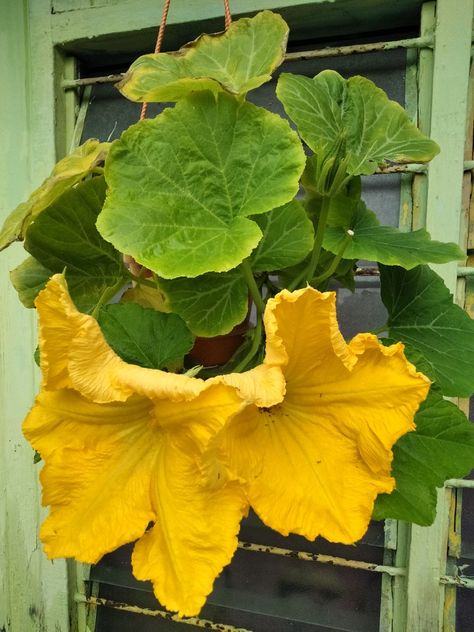 Squash Flowers, Squash Plant, Squash Blossoms, Squash Blossom, Plant Leaves, Blossom, Collage, Halloween, Plants