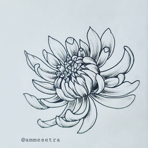 Japanese Chrisantemum Tattoo Design, Crisanthiums Flower Drawings, Crysanthiums Flower, Crysthanamum Drawing, Chrysanthemum Tattoo Linework, Crysentimum Flower Drawing, Crsanthmum Flower, Crisanthiums Flower Tattoo Design, Crysanthemum Tattoo Design Small