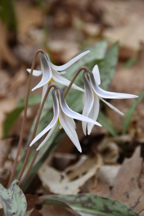 White Trout Lily (Erythronium albidum) Trout Lily, Herb Garden In Kitchen, Alpine Garden, Prairie Garden, Plant Fungus, Garden Bulbs, Moon Garden, Garden Journal, Native Garden