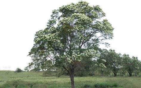 arbol-nacional-de-nicaragua Fruit Bearing Trees, Amazing Trees, Destination Ideas, Blooming Trees, Beautiful Blooms, Vacation Destinations, Nicaragua, Beautiful Homes, Tree Trunk