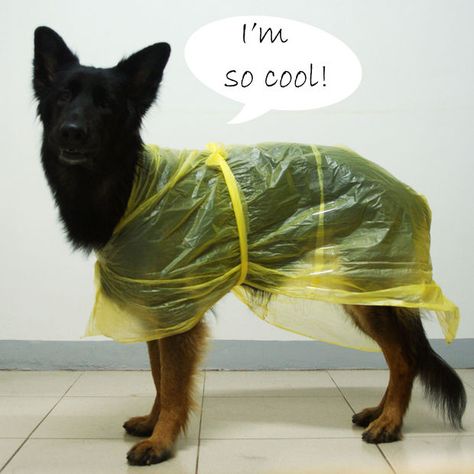 Picture of Raincoat for your dog! Diy Dog Raincoat, Dog Poncho, Baby Raincoat, Cheap Raincoats, Super Tips, Green Raincoat, Vinyl Raincoat, Raincoat Jacket, Dog Raincoat