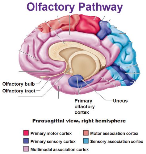 olfactory pathway bulb tract cortex uncus Olfactory Nerve Pathway, Olfactory Pathway, Neuron Structure, Brain Pictures, Nervous System Anatomy, Brain Diagram, Ap Psych, Gross Anatomy, Limbic System