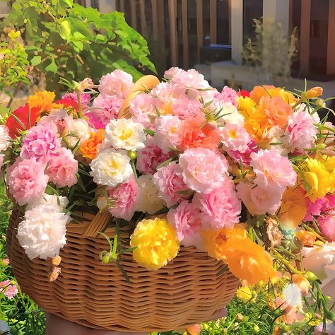 Moss Rose—Immortal Flower Lisianthus Flower, Sincere Love, Lisianthus Flowers, Growing Moss, Moss Rose, Rose Seeds, Fresh Fragrance, Drought Resistant, Balloon Flowers