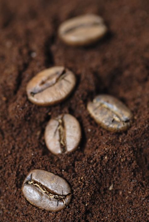 Coffee Grounds Compost Coffee Grounds Aesthetic, Compost Aesthetic, Coffee Grounds As Fertilizer, Used Coffee Grounds, Chinese Mustard, Lettuce Seeds, Making Coffee, Uses For Coffee Grounds, Coffee Grinds