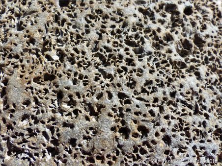 Stones With Holes at Charmouth Beach 16 Stones With Holes, Rock Identification, Molluscs, Beach Stones, Animal Print Rug, The Rock, Close Up, Stone