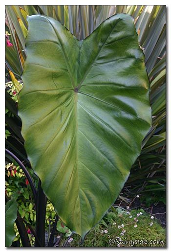 Flowerbed Inspiration, Big Leaf Plants, Colocasia Esculenta, Taro Plant, Leaves Tattoo, Plant Wishlist, Elephant Ear Plant, Plant Fungus, Wonderful Nature