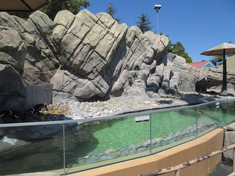 Planet Zoo African Penguin Habitat, Penguin Habitat, Zoo Habitats, Zoo Boo, Zoo Inspiration, Zoo Project, Public Aquarium, Zoo Ideas, Zoo Architecture