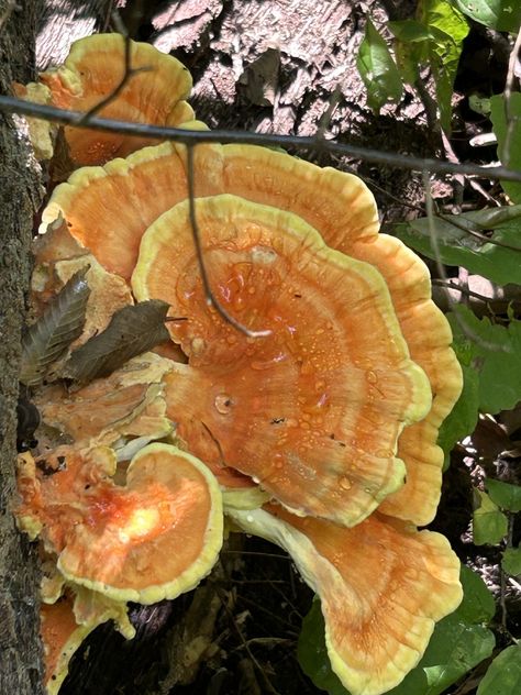 chicken of the woods (Laetiporus sulphureus) Sarah Ross, Chicken Of The Woods, September 2024, Twitter Instagram, Stuffed Mushrooms, Gift Ideas, Chicken, Wood, Quick Saves