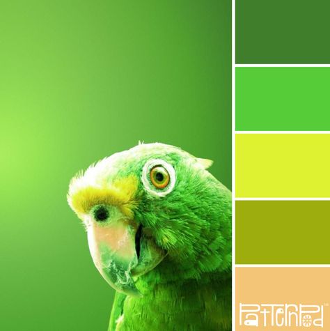 Parrot Greens #patternpod #patternpodcolor #color #colorpalettes Parrot Green Color Combination, Parrot Green, Green Wall Color, Parrot Feather, Green Color Combinations, Wall Color Combination, Colours That Go Together, Chameleon Color, Fall Color Palette