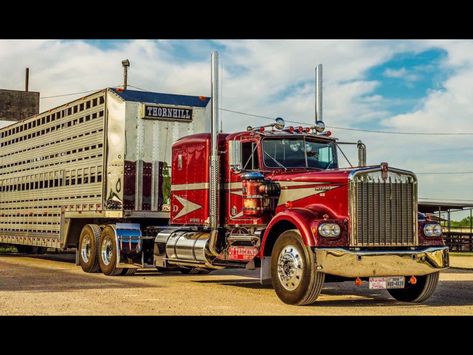 Bull Hauler, Kenworth W900a, Cattle Trailers, Cattle Trucks, Financial Mistakes, Kenworth W900, Hdr Photos, Trucking Life, Truck Yeah