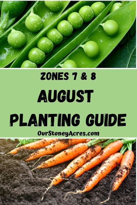 Fall Garden Layout, August Planting Zone 7, 7b Gardening, Fall Gardening Zone 7, Zone 7b Fall Planting, August Garden Planting, Zone 7b Planting Schedule, Fall Vegetable Garden, Fall Garden Vegetables For Zone 7