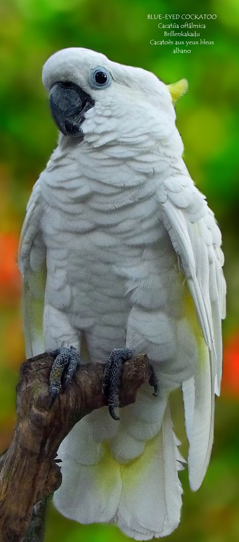 Blue Eye Ring, My Colors, Bright Blue Eyes, Blue Eyed, Blue Eyes, Parrot, Birds, Animals, Blue