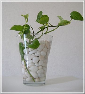 cool way to start pothos/philodendron cuttings Pothos In Water Vase, Low Maintenance House Plants, Plants Grown In Water, Tanaman Air, Funky Vases, Pothos Plants, White Rocks, Epipremnum Aureum, Indoor Water Garden