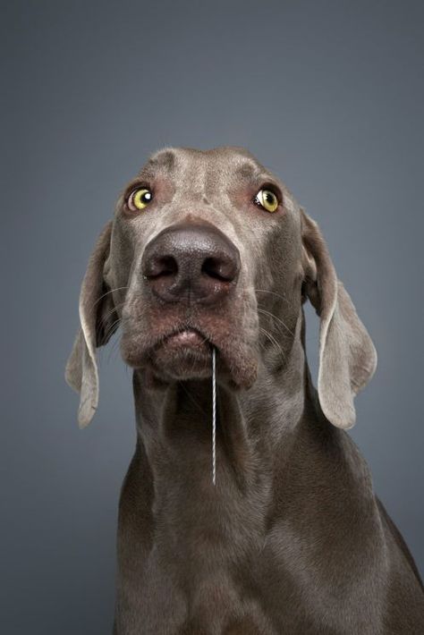 Wholesome Animals, Dog Expressions, Dog Varieties, Dog Photograph, Sweet Dogs, Weimaraner, Dogs Of The World, Dog Face, Dog Show