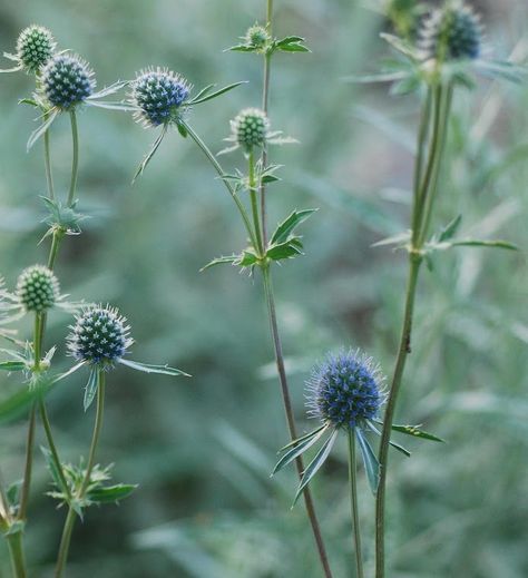 Thistle Aesthetic, Thistle Wedding, Young Wedding, Blue Thistle, Thistle Flower, Blue Florals, Green Pasture, Green Nature, Ranch Wedding