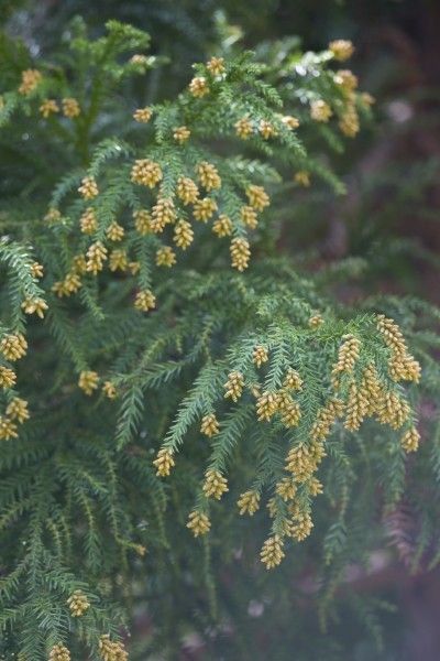 Japanese Cedar Tree Facts: How To Care For Japanese Cedar - Japanese cedar trees are lovely evergreens that become more splendid as they mature. For Japanese cedar tree facts, including how to care for Japanese cedar, this article will help. Click here to learn more. Japanese Cedar Tree, Italian Trees, Tree Facts, Japanese Cedar, Brick Patterns Patio, Ancient Chinese Architecture, Benefits Of Gardening, Cedar Tree, Lush Lawn