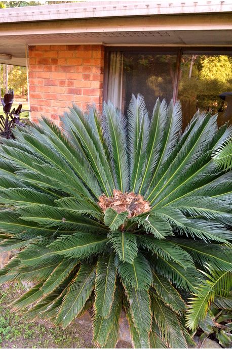 Low Growing Ground Cover, Australian Tree Fern, Cycas Revoluta, Australian Trees, Sago Palm, Tree Fern, Patio Pots, Small Leaf, Foliage Plants