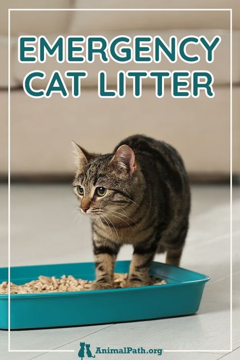 Homemade Cat Litter, What Cats Can Eat, Chat Diy, Best Cat Litter, Kitty Litter, Cat Urine, Homemade Cat, Russian Blue Cat, Cat Care Tips