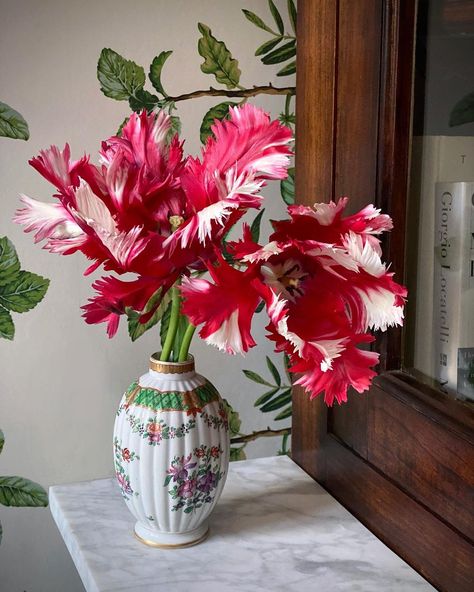 Alexander Hoyle on Instagram: “Tulip 'Estella Rijnveld' ♥️ Saved from the weather 💚 #englishgarden #flowers #tulips #tulip #cutflowers #gardendesign #blooms #interiors…” Fringed Tulips, Garden Desig, Flowers Tulips, English Garden, May 20, Cut Flowers, Horticulture, Garden Ideas, Tulips