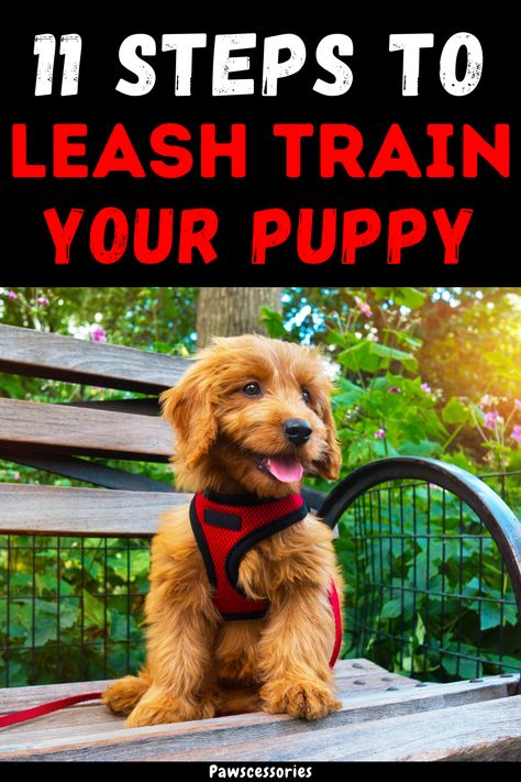 In this article we discuss: 12 easy steps to leash train a puppy, How to eliminate your puppies’ bad leash habits (pulling, biting, etc.), If you should you use a collar or harness, and much more! After reading this you'll have all the tools needed to train your puppy on a leash. How To Leash Train A Puppy, Puppy Leash Training, How To Train A Puppy To Walk On A Leash, How To Teach Dog Not To Pull On Leash, Teaching Dog To Walk On Leash, Training Puppy To Walk On Leash, Off Leash Dog Training, Leash Training Puppy, How To Teach Your Dog To Walk On A Leash