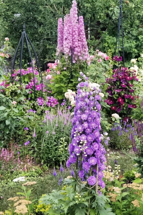 Elevate your garden’s look with these 16 gorgeous delphinium varieties. Each one offers unique beauty and vertical elegance that will make your outdoor space truly special. Explore these stunning flowers and click to learn how to grow them in your garden! Delphinium Varieties, Magic Fountain, Stunning Flowers, Rising Above, Herbaceous Border, Pink Punch, Prairie Style, Unique Beauty, Floral Display