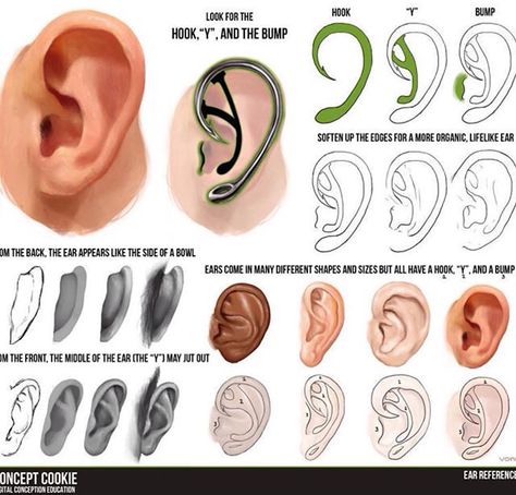 "Hook, Y, Bump ear reference  ~<3 How To Draw Ears, Anatomy Drawing, Art Instructions, Anatomy Reference, Drawing Lessons, Drawing Challenge, Malbec, Art Tips, Drawing Tips