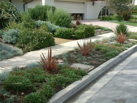 Dulcet Parking Strip Sidewalk Landscaping, Xeriscape Front Yard, Small Evergreen Shrubs, Landscape Ideas Front Yard Curb Appeal, Perennial Ground Cover, Front Yards Curb Appeal, Sustainable Landscaping, Sidewalk Chalk Art, Front Yard Design