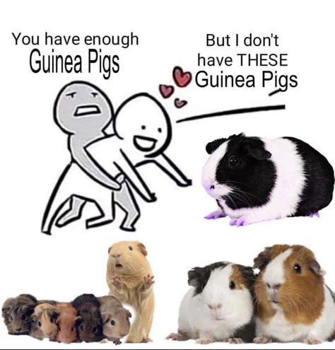 Guinea Pig Quotes, Pig Facts, Guinea Pig Clothes, Guinea Pig Diy, Guinea Pigs Funny, Guinea Pig Accessories, Baby Guinea Pigs, Pet Guinea Pigs, Guinea Pig Care