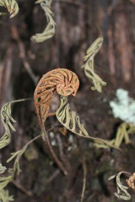 Pleopeltis polypodioides (Polypodiaceae) Resurrection fern (Polypody family) Origin: Subtropical Americas, including the SE United States; Africa Florida is home to dozens Read More Resurrection Fern, Fern Tattoo, Sarasota, In Bloom, Botanical Gardens, Fern, Orchids, Body Art, Florida