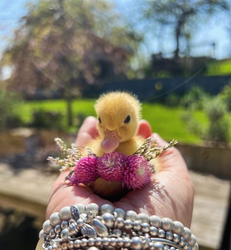 Day 6 & 7 Happy Easter my chicks … throw back to baby blossom two years ago 🐣🌸🩷 #duckling #cuteduckling #babyduck #chick Chicks And Ducklings, Duck Pictures, Duck And Ducklings, Cutest Puppy Ever, Duck Photo, Pet Ducks, Cute Ducklings, Dream Farm, Duck Art