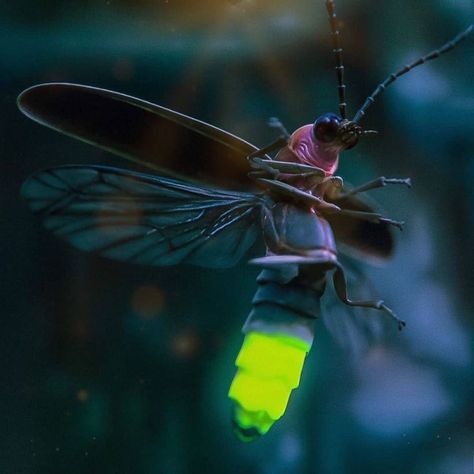 Insect Art Projects, Firefly Images, Firefly Photography, Lighting Bugs, Congratulations Photos, Bug Tattoo, Cool Bugs, Pahlawan Super, Insect Art