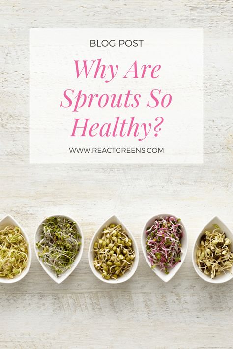 Why eat sprouts? And why are they so healthy. Check out our blog post on this theme. #sprout #sproutedgrains #sprouting #reactgreen Sprouts Benefits, Germinating Seeds, Food Lessons, Chia Benefits, Sprouted Grains, Sprout Recipes, Food Cart, Green Vegetables, Plant Protein