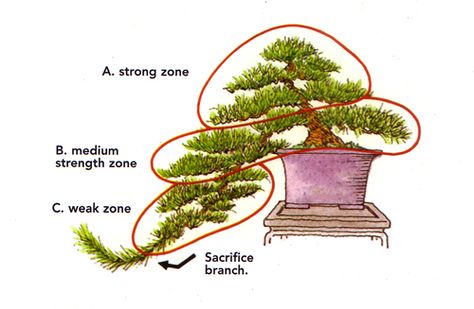 Especially with cascade bonsai, which present unique challenges. The illustrations in this post are all from our Masters' Series Pine ... Semi Cascade Bonsai, Bonsai Cascade Style, Cascading Bonsai, Cascade Bonsai, Bonsai Pruning, Bonsai Tree Types, Bonsai Tree Care, Pine Bonsai, Bonsai Care