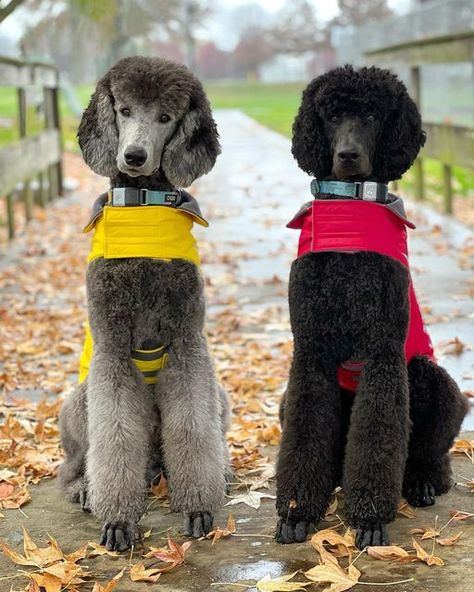 Short Poodle Haircut Dogs, Toy Poodle Haircut Styles, Standard Poodle Haircuts, Toy Poodle Haircut, Poodle Haircut Styles, Poodle Tattoo, Sketch Nature, Grooming Ideas, Poodle Haircut