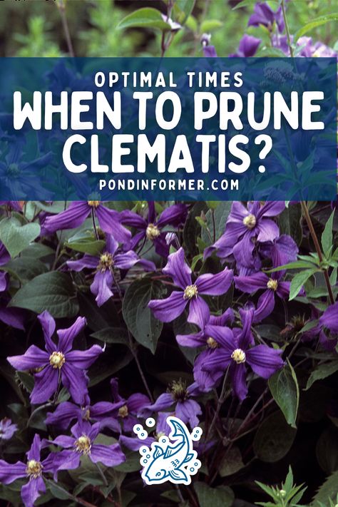 Pruning Clematis, When To Prune Clematis Vines, Types Of Clematis Plants, Climbing Flowering Vines, Clematis Care, Clematis Varieties, Perennial Garden Plans, Clematis Montana, Clematis Plants