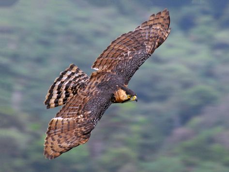 Ornate Hawk Eagle, Hawk Wings, Hawk Eagle, Human Sketch, American Bald Eagle, Kinds Of Birds, Extinct Animals, Tropical Forest, All Birds