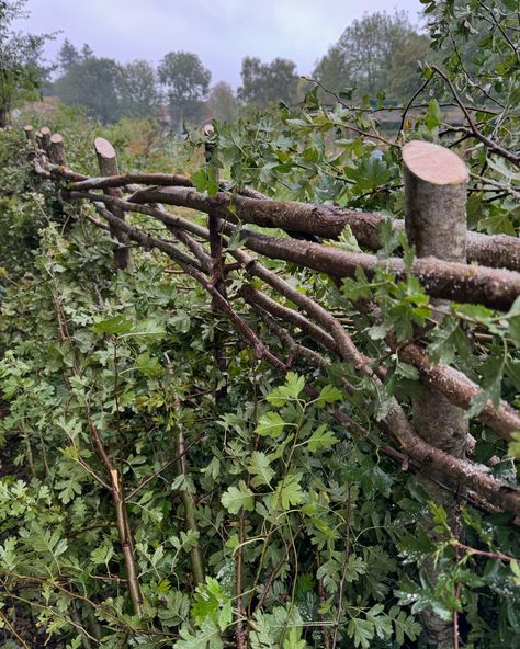 Hedge laying, south of England style. This century-old country skill not only creates a living fence, it also helps to encourage new growth, making it an excellent way of regenerating an old, overgrown hedge without replacing it. What a productive day in the rain #hedgelaying #gardener #buckinghamshiregardens Hedge Laying, South Of England, Living Fence, England Style, England Fashion, Productive Day, New Growth, In The Rain, Hedges