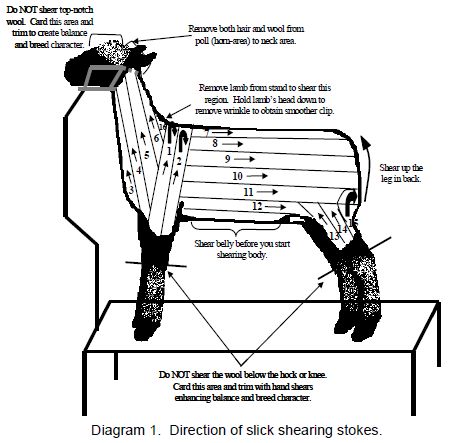 4 H Dairy Poster, 4h Lamb Projects, 4 H Club Project Ideas, Lamb Showing Tips, Show Sheep Tips, 4h Sheep Project Lamb, Show Lamb Barn Ideas, Show Lambs Tips, Lamb Showing