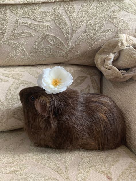 Brown guinea pig pepples Cute Guinea Pigs, Guinea Pig, Cute Little Animals, Guinea Pigs, Pigs, Lion Sculpture, Statue, India, Animals