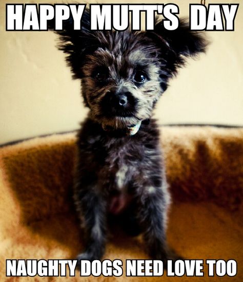 Happy Mutt's Day Give your dog a bone! National Dog Day Quotes, National Mutt Day, National Dog Day, December 2nd, Designer Dogs, Happy December, Yorkie Poo, Pet Stores, Dog Day