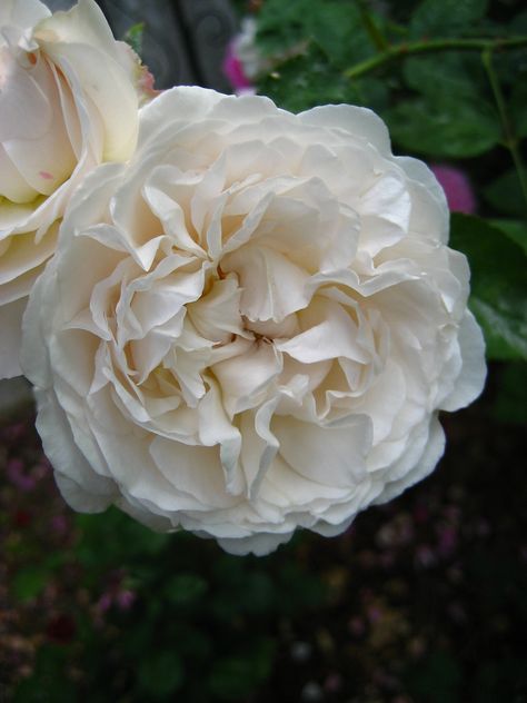 Hillside Gardening, Austin Garden, Winchester Cathedral, Double Infinity, Rose Belle, Succulent Landscaping, David Austin Roses, David Austin, Single Rose