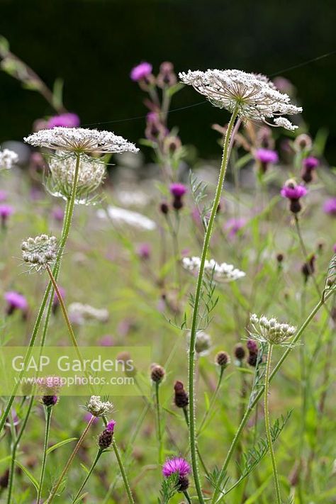 Wild Carrot, Daucus carota Wild Carrot Flower, Garden Painting Art, Wild Carrot, Carrot Flowers, Wild Grasses, Perennial Grasses, Daucus Carota, Garden Insects, Wild Grass