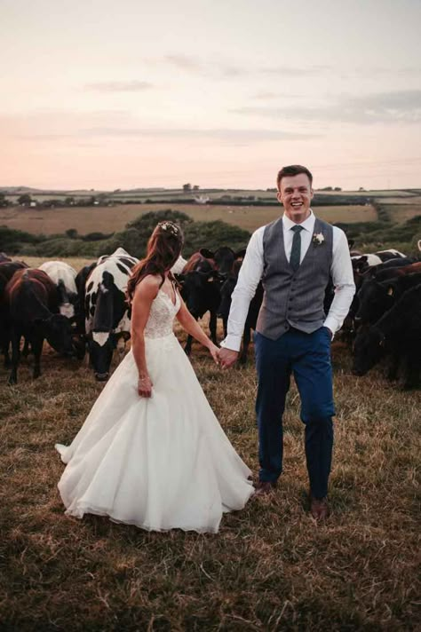 Cows At Weddings, Cow Wedding Photos, Country Wedding Uk, Wedding Photos With Cows, Wedding With Cows, Dairy Wedding, Cows In A Field, Dairy Farm Wedding, Cow Wedding