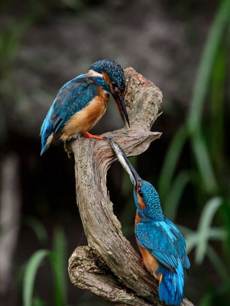 Kingfisher Bird Photography, Kingfishers Birds, Animal Photography Wildlife, Birds Photography Nature, Wild Photography, Kingfisher Bird, Most Beautiful Birds, Australian Birds, Nature Birds