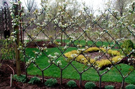 Espalier Fruit Trees - More Fruit in Less Space | GardensAll Espalier Fruit Trees, Living Fence, Garden Shrubs, Have Inspiration, Fruit Garden, Veggie Garden, Garden Cottage, Garden Fence, Apple Tree