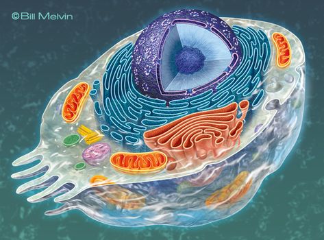 Biology Tattoo, Biotechnology Art, Animal Cell Project, Element Chemistry, Cells Project, Cell Model, Microscopic Images, Biology Art, Animal Cell